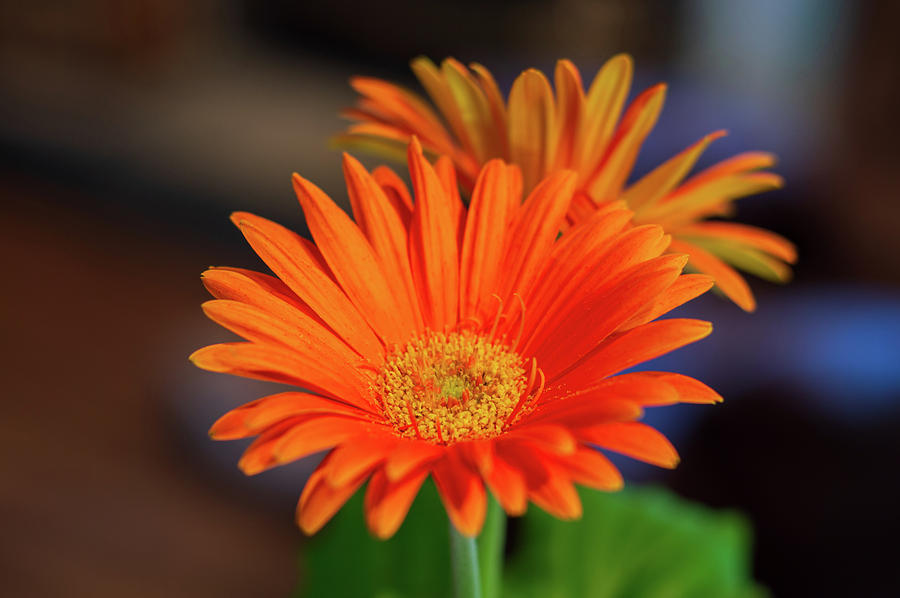 Orange Flower Bokeh Blur Background Digital Art by John Kosh - Fine Art  America