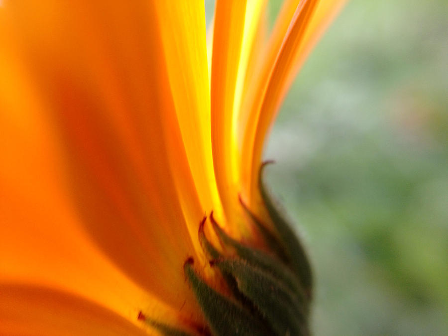 Flowers Still Life Photograph - Orange flower #1 by Damijana Cermelj