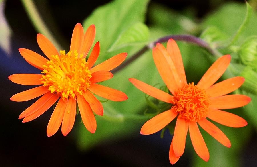 Orange flowers Photograph by Sandy Taylor