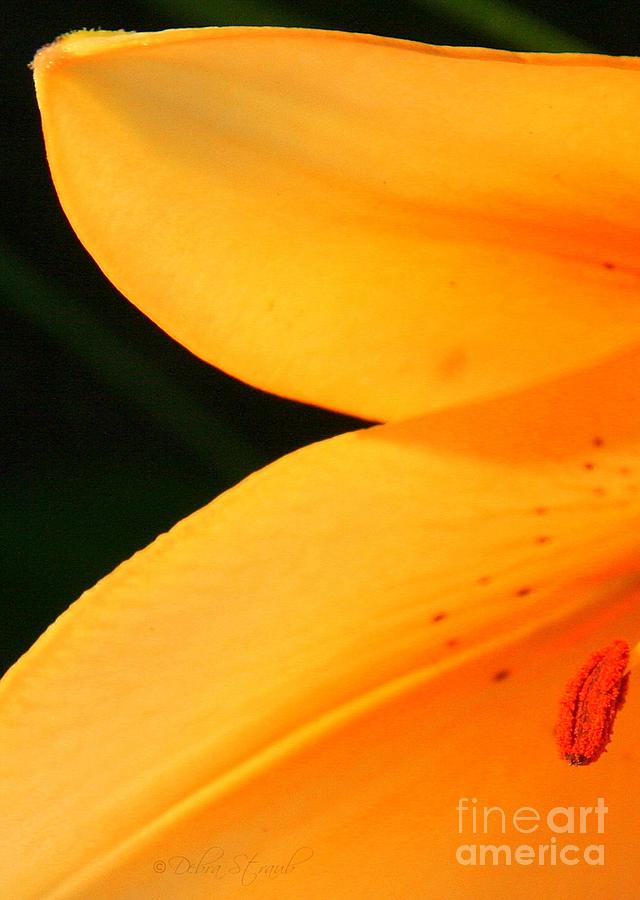 Orange Glory Photograph by Debra Straub - Fine Art America