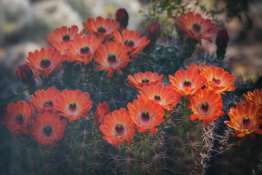 Orange Hedgehog Flowers  #1 Photograph by Saija Lehtonen
