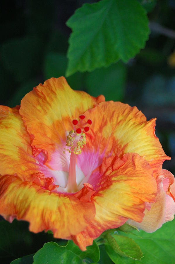 Flower Photograph - Orange Hibiscus by Amy Fose