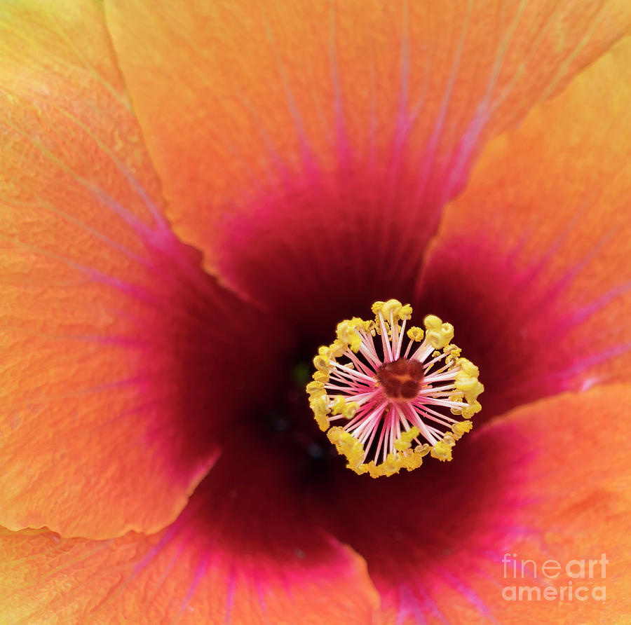 Orange Hibiscus #1 Photograph by Cathy Donohoue