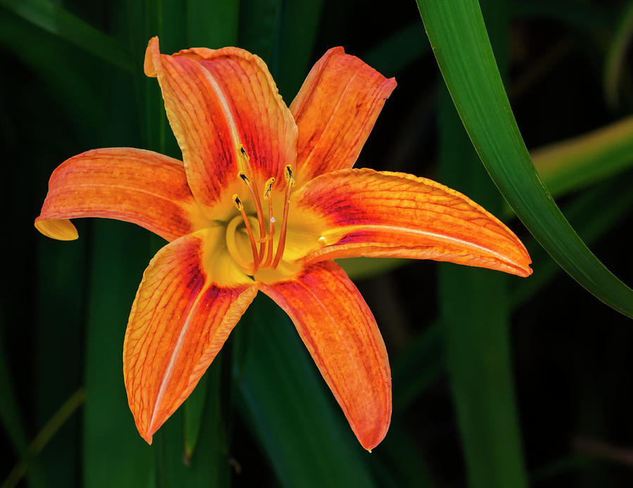 Orange Lily #1 Photograph by Robert Ullmann