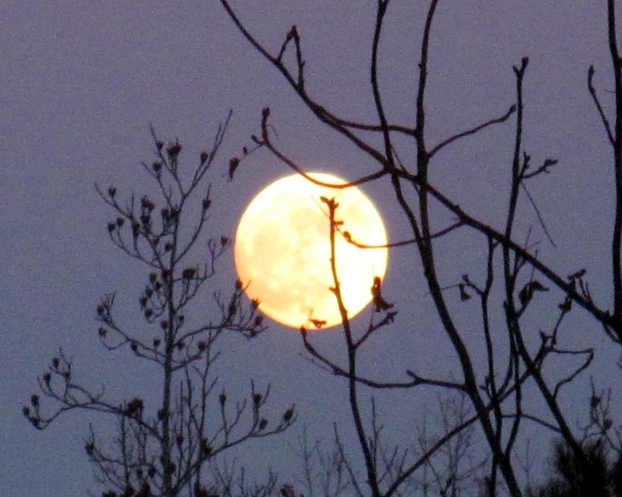 Orange Moon #1 Photograph by Betty Buller Whitehead
