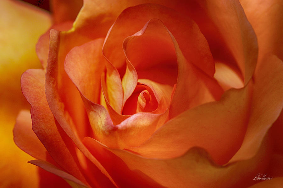 Orange Passion #1 Photograph by Diana Haronis