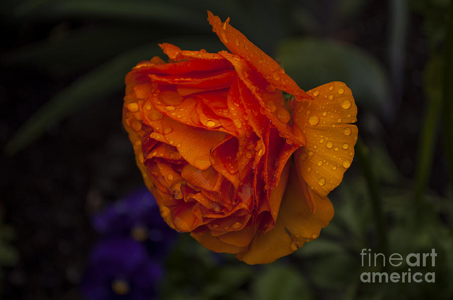 Nature Photograph - Orange Ranunculus Blossom with Water Drops #1 by M J