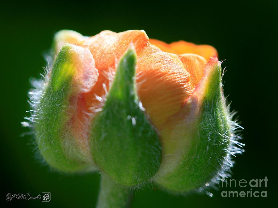 Orange Ranunculus #5 Photograph by J McCombie