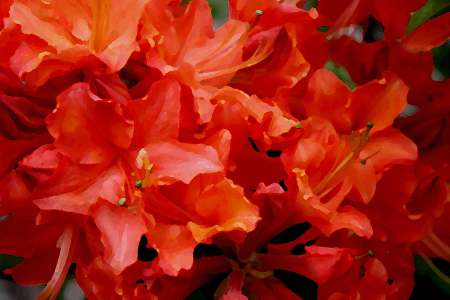 Orange Red Azaleas #1 Digital Art by Dreamweaver Gallery