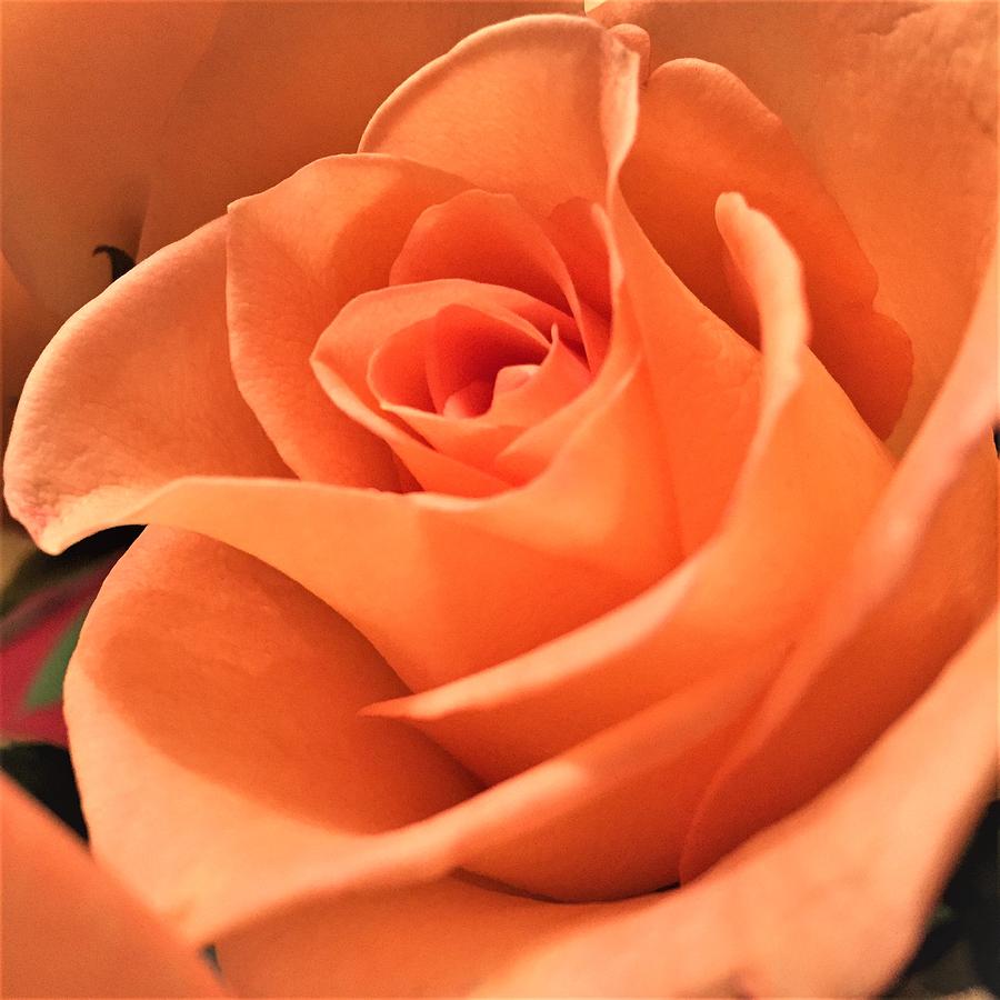Orange Rose #2 Photograph by Cristina Stefan