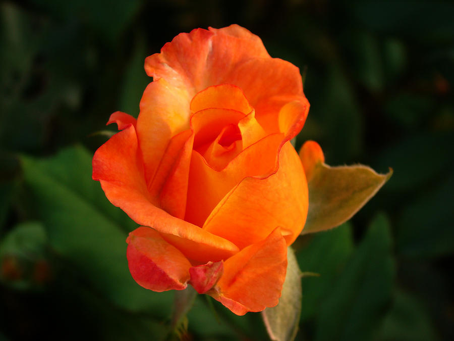 Orange Rose #1 Photograph by Sandy Keeton