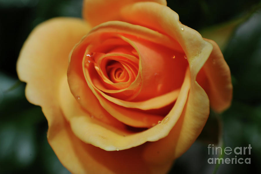 Orange rose #1 Photograph by Tomi Junger