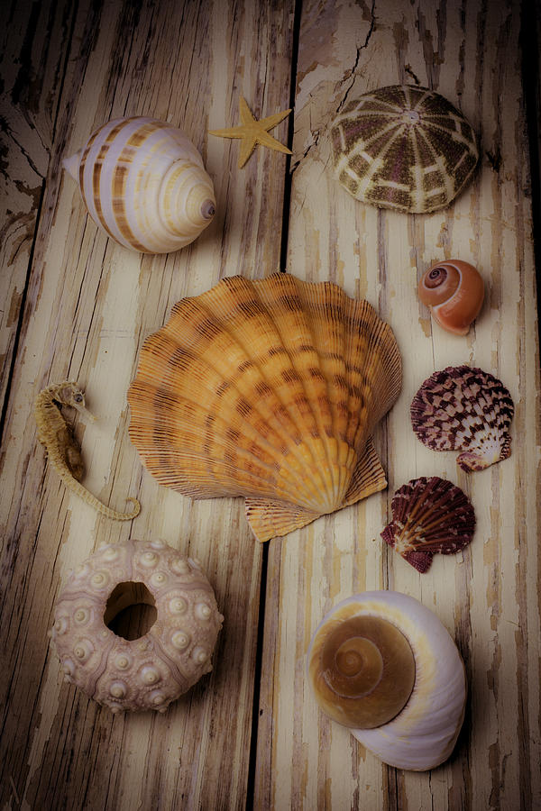 Shell Photograph - Orange Sea Shell #1 by Garry Gay