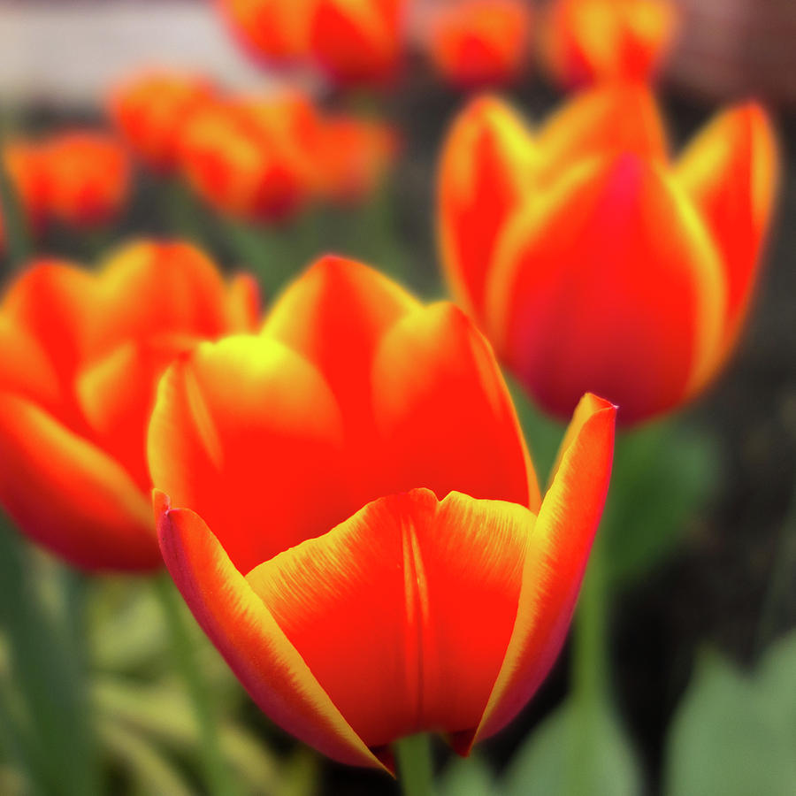 Orange Tulip Flowers In Spring Garden #1 Photograph by Alex Grichenko