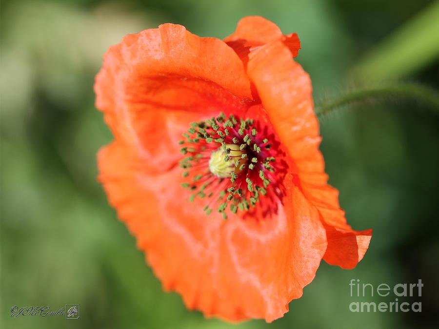 Orange Wild Flanders Poppy #4 Photograph by J McCombie