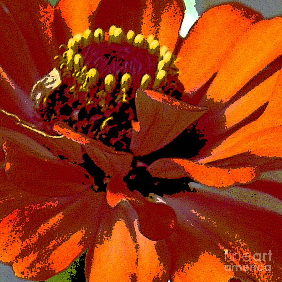 Orange zinnia 2 Digital Art by Marsha Young