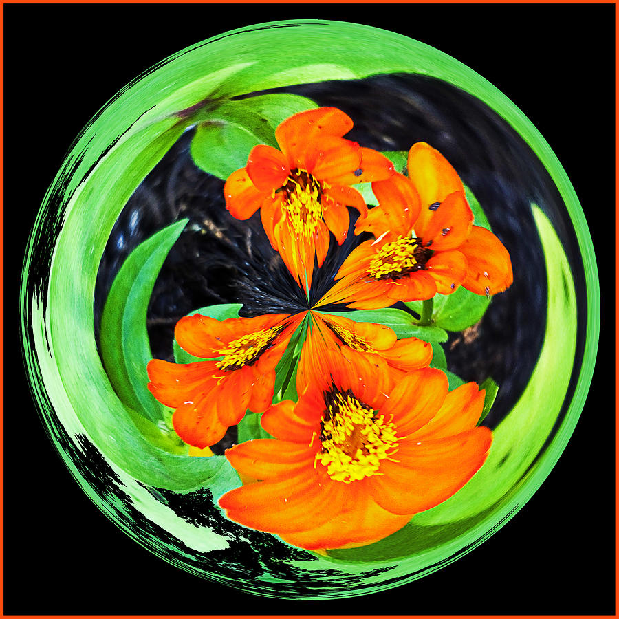 Orange Zinnia Orb #1 Photograph by Bill Barber