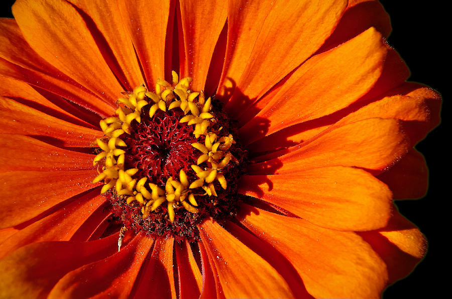 Spring Photograph - Orangesicle #1 by Deborah Klubertanz