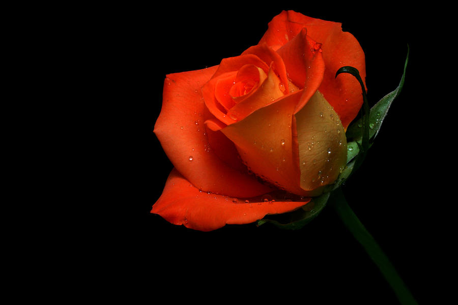 Rose Photograph - Orangette #2 by Doug Norkum