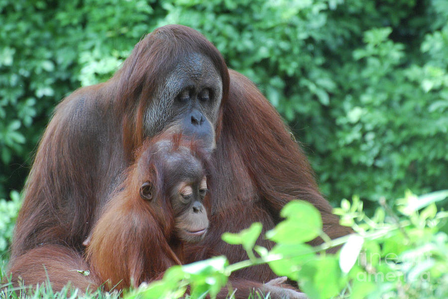 Orangutan Family Photograph by DejaVu Designs - Fine Art America