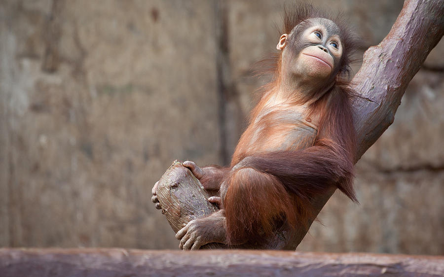 Wildlife Digital Art - Orangutan #1 by Maye Loeser