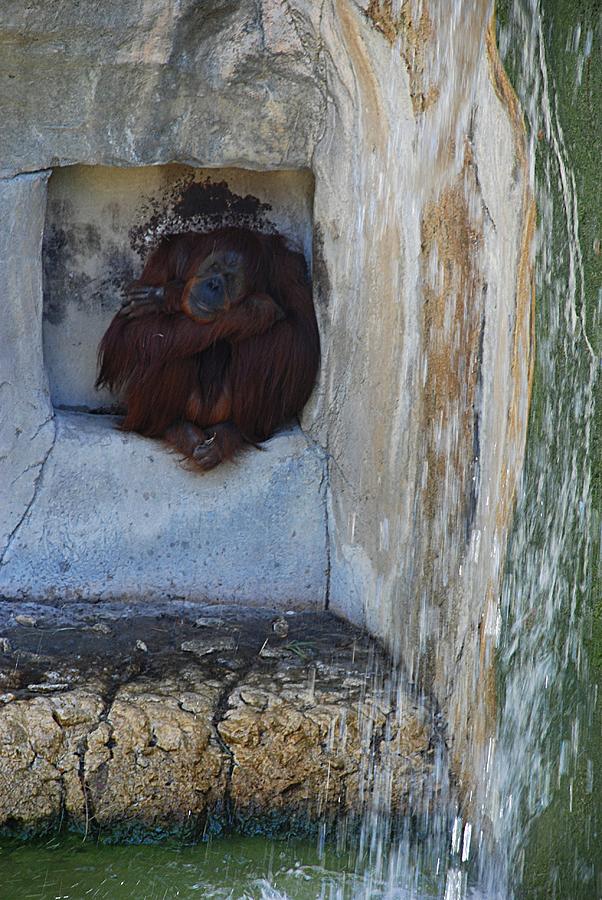 Orangutan Naps #2 Photograph by Kenny Glover