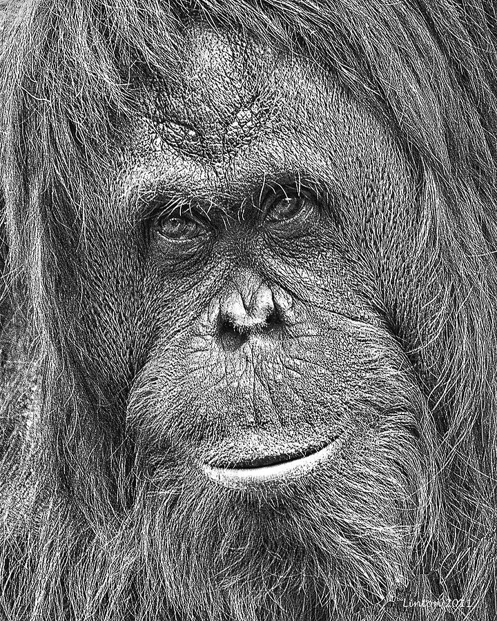 Orangutan Portrait #1 Digital Art by Larry Linton