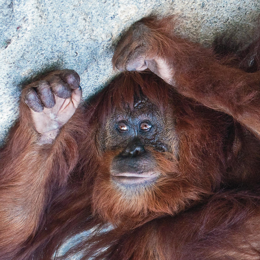  Orangutan Portrait  Photograph by William Bitman