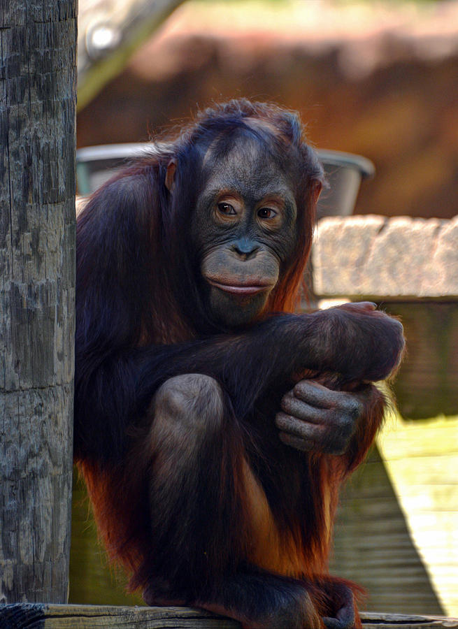 Orangutan #3 Photograph by Savannah Gibbs