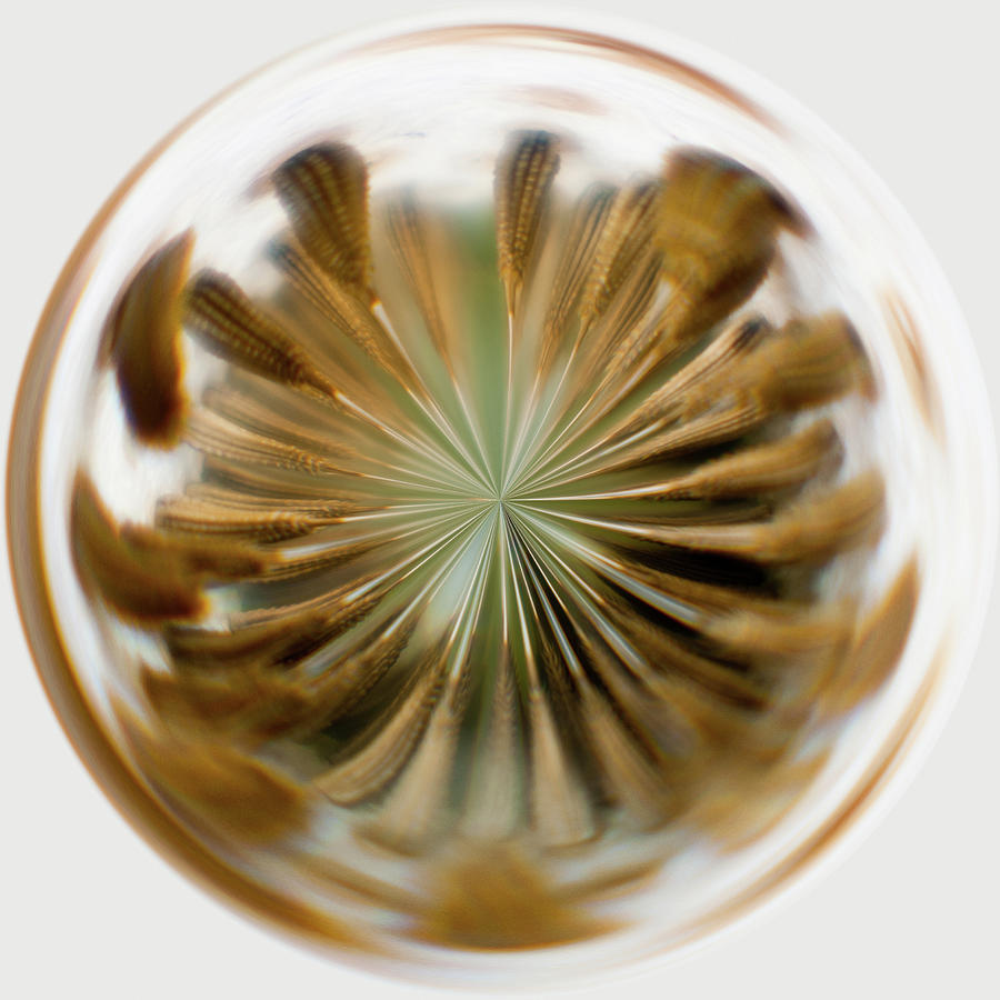 Orb Image of a Dandelion #1 Photograph by Brenda Jacobs