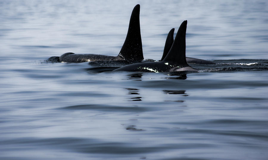 Orca Family - digitally painted Photograph by Marilyn Wilson