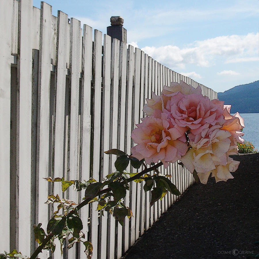 Orcas Island Rose #1 Photograph by Tim Nyberg