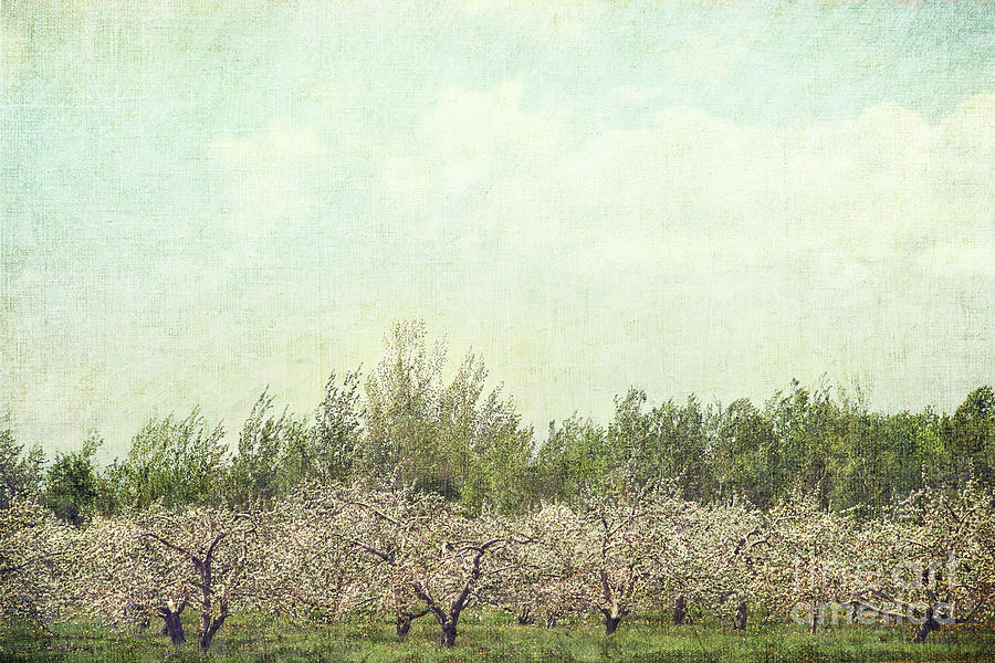Nature Photograph - Orchard of apple blossoming tees #1 by Sandra Cunningham