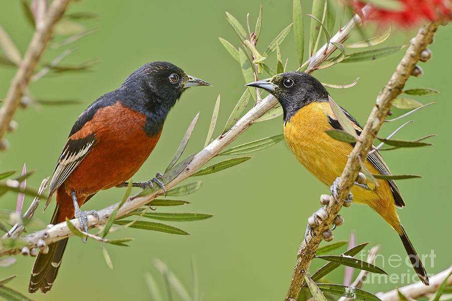 Orchard Oriole Pair #2 Photograph by Bonnie Barry