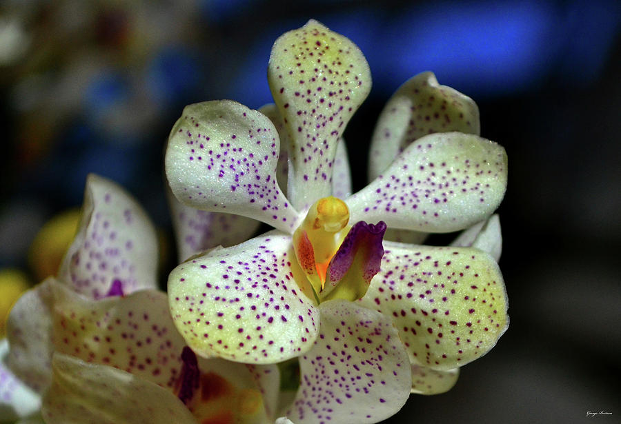 Orchid 030 #1 Photograph by George Bostian