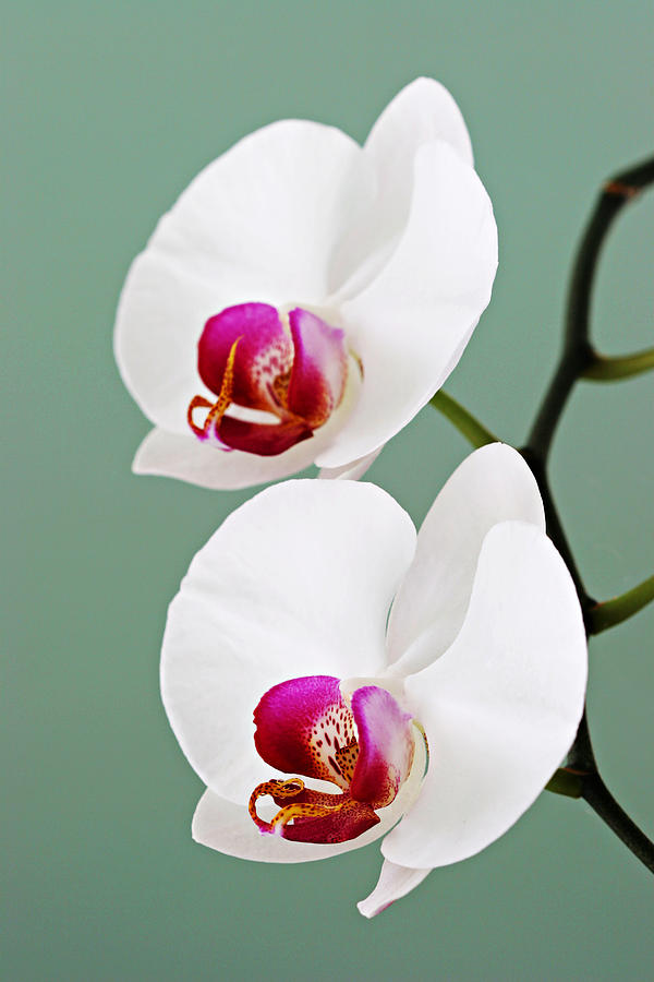 Orchid-2-St Lucia #1 Photograph by Chester Williams
