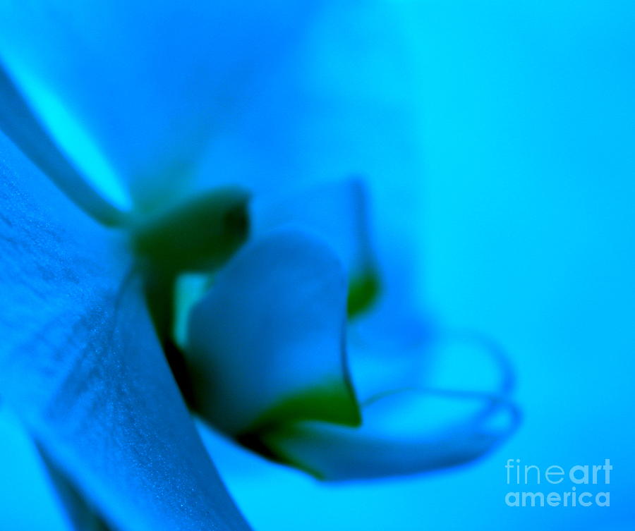 Orchid Photograph - Orchid Blues #1 by Krissy Katsimbras