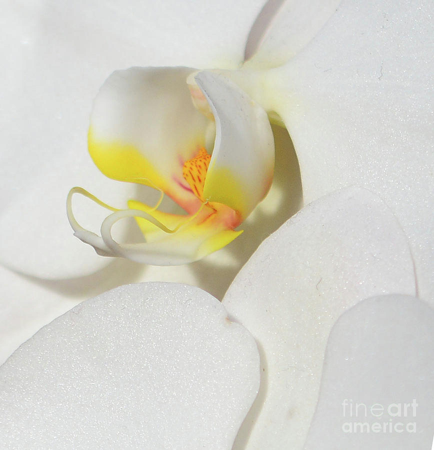 Orchid Central #1 Photograph by Cindy Manero