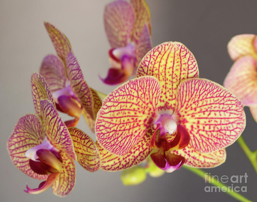 Orchid #1 Photograph by Cheryl Del Toro