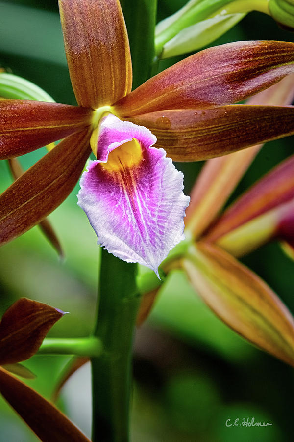 Nature Photograph - Orchid #1 by Christopher Holmes