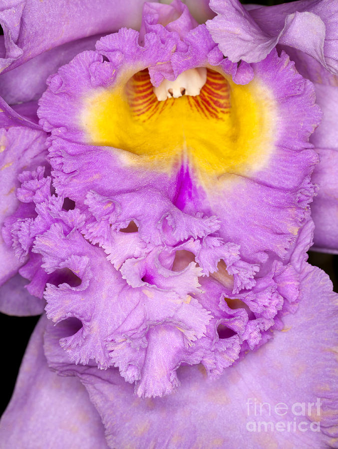 Orchid closeup #1 Photograph by Anthony Totah