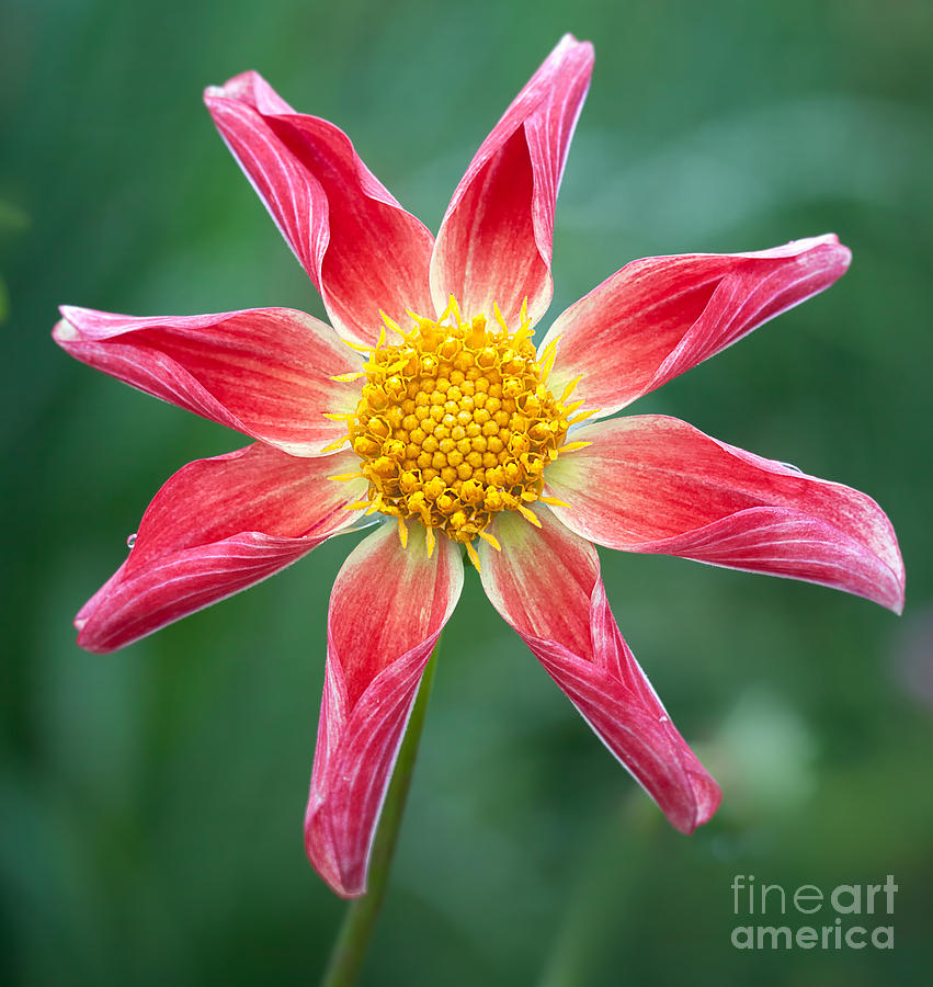 Flowers Still Life Photograph - Orchid Dahlia #2 by Ann Jacobson