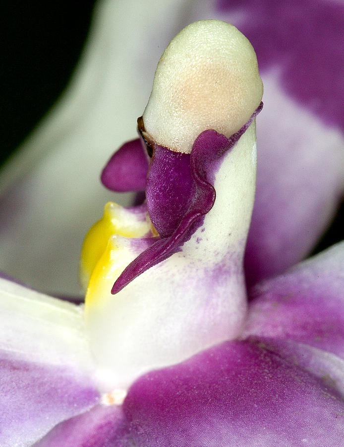 Orchid Flower Bloom #1 Photograph by C Ribet