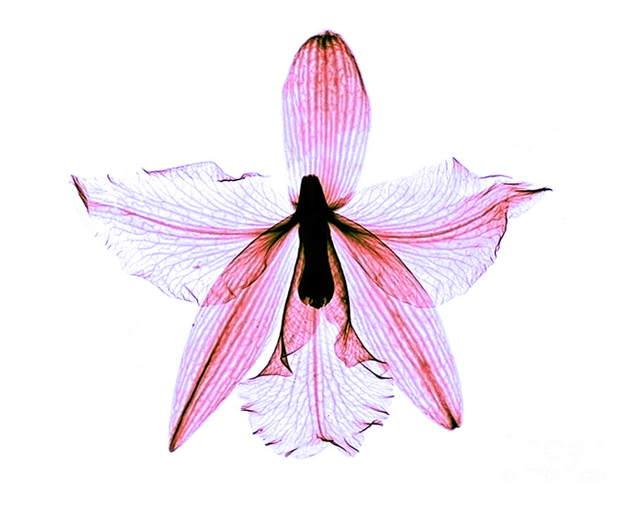 Orchid Flower X-ray #1 Photograph by Bert Myers