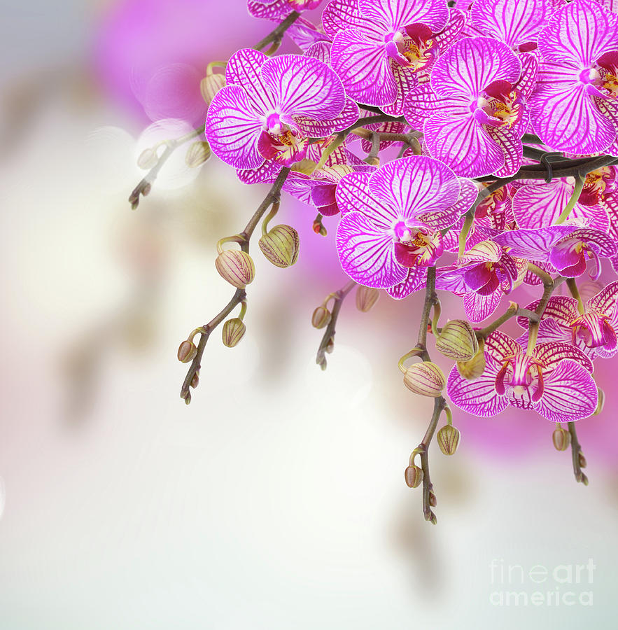 Orchid Flowers  Branch #2 Photograph by Anastasy Yarmolovich