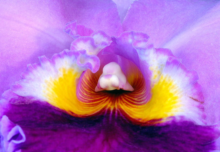 Flower Photograph - Orchid  #1 by Gunther Schabestiel