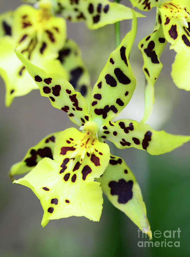 Orchid in Yellow #1 Photograph by Cindy Manero