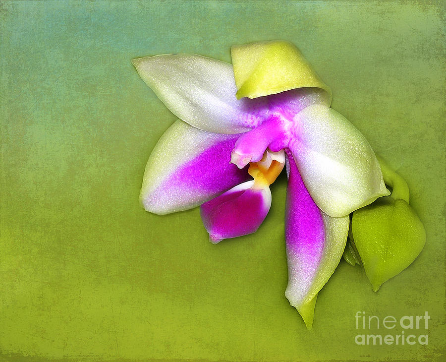 Shy Orchid  Photograph by Judi Bagwell