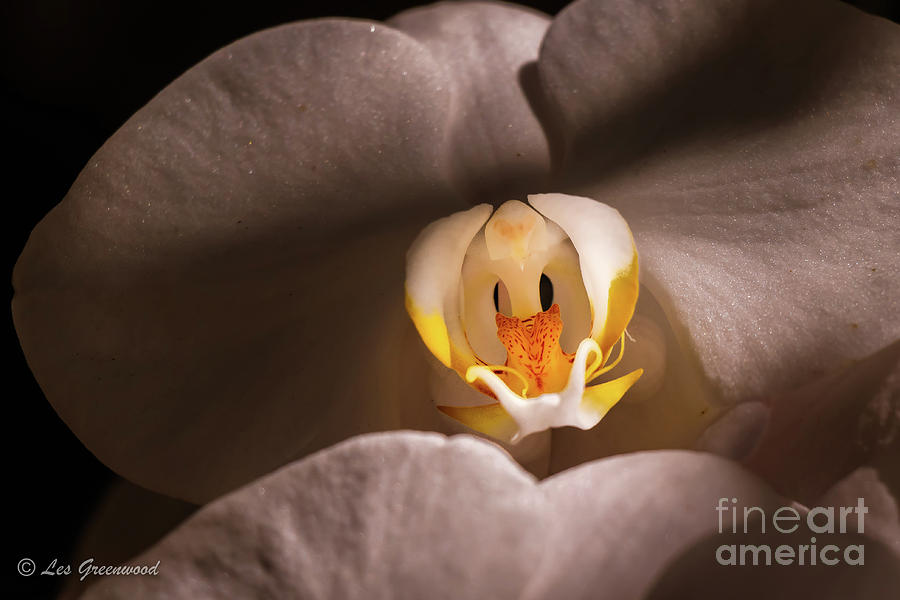 Orchid #2 Photograph by Les Greenwood