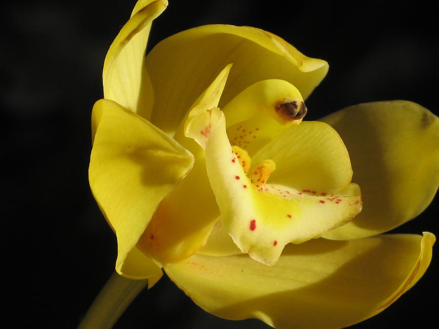 Orchid Macro #1 Photograph by Alfred Ng